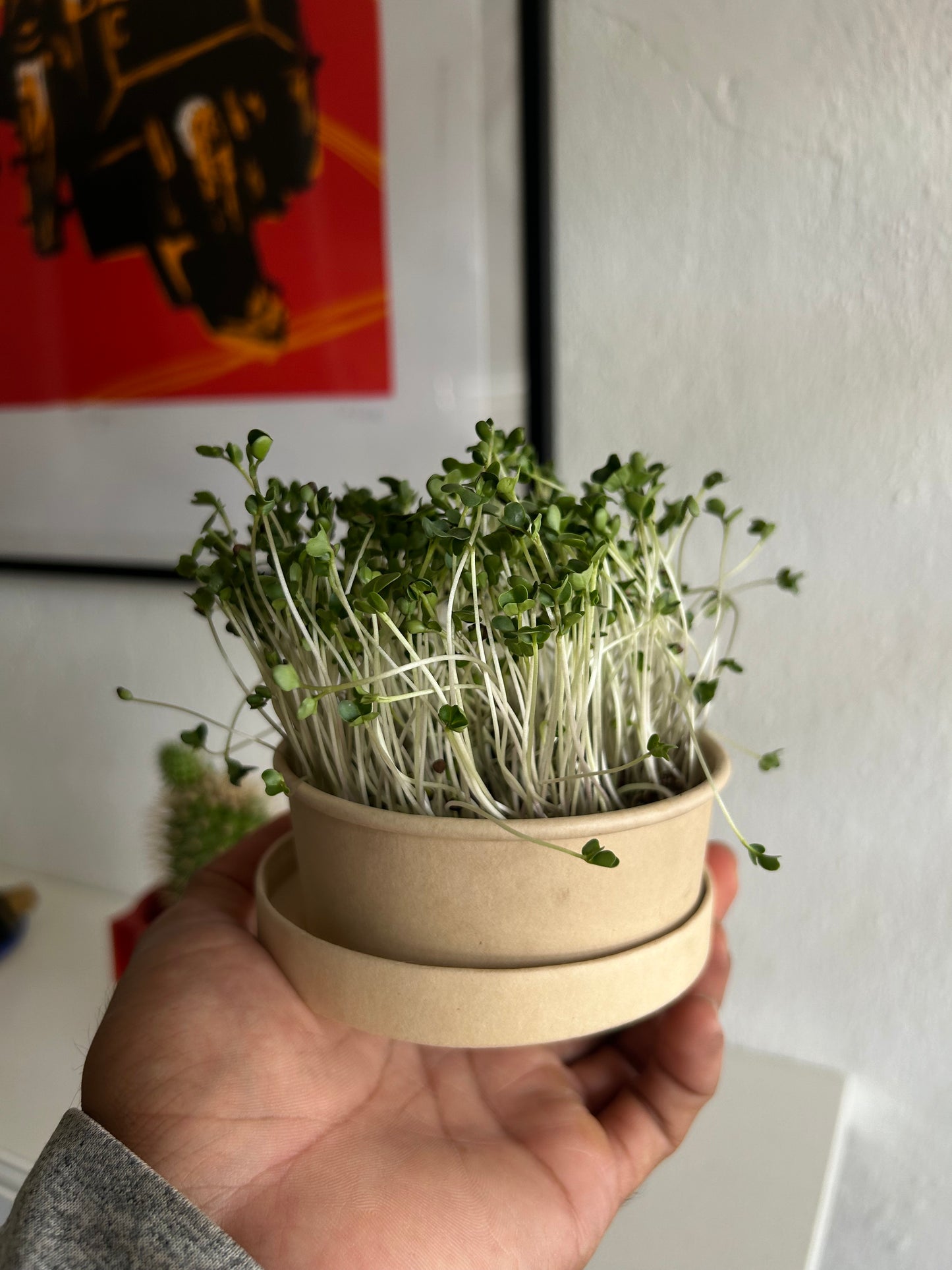 Microgreens GroKit - GroScapes