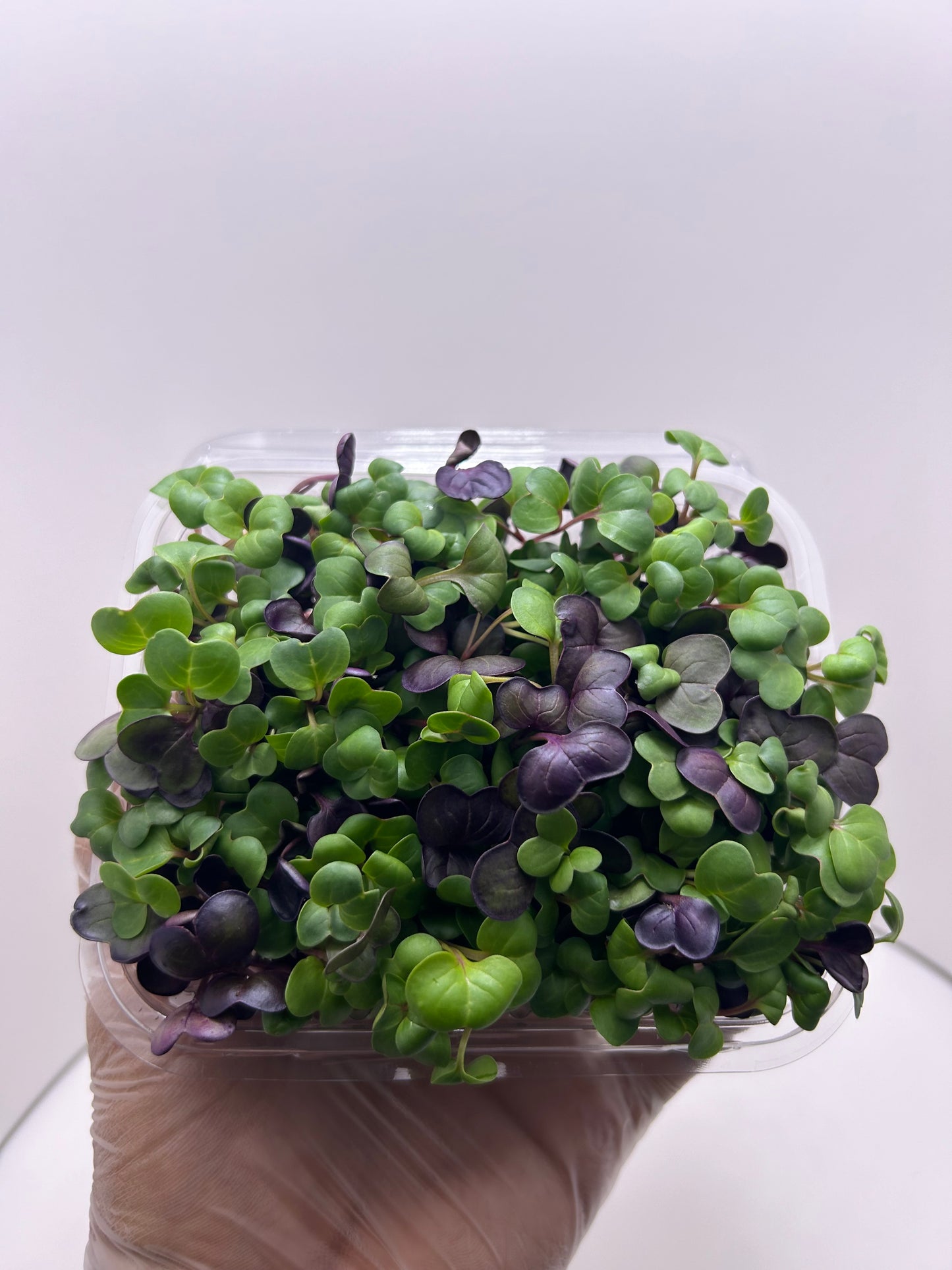Microgreens (Rábano) 3oz - GroScapes