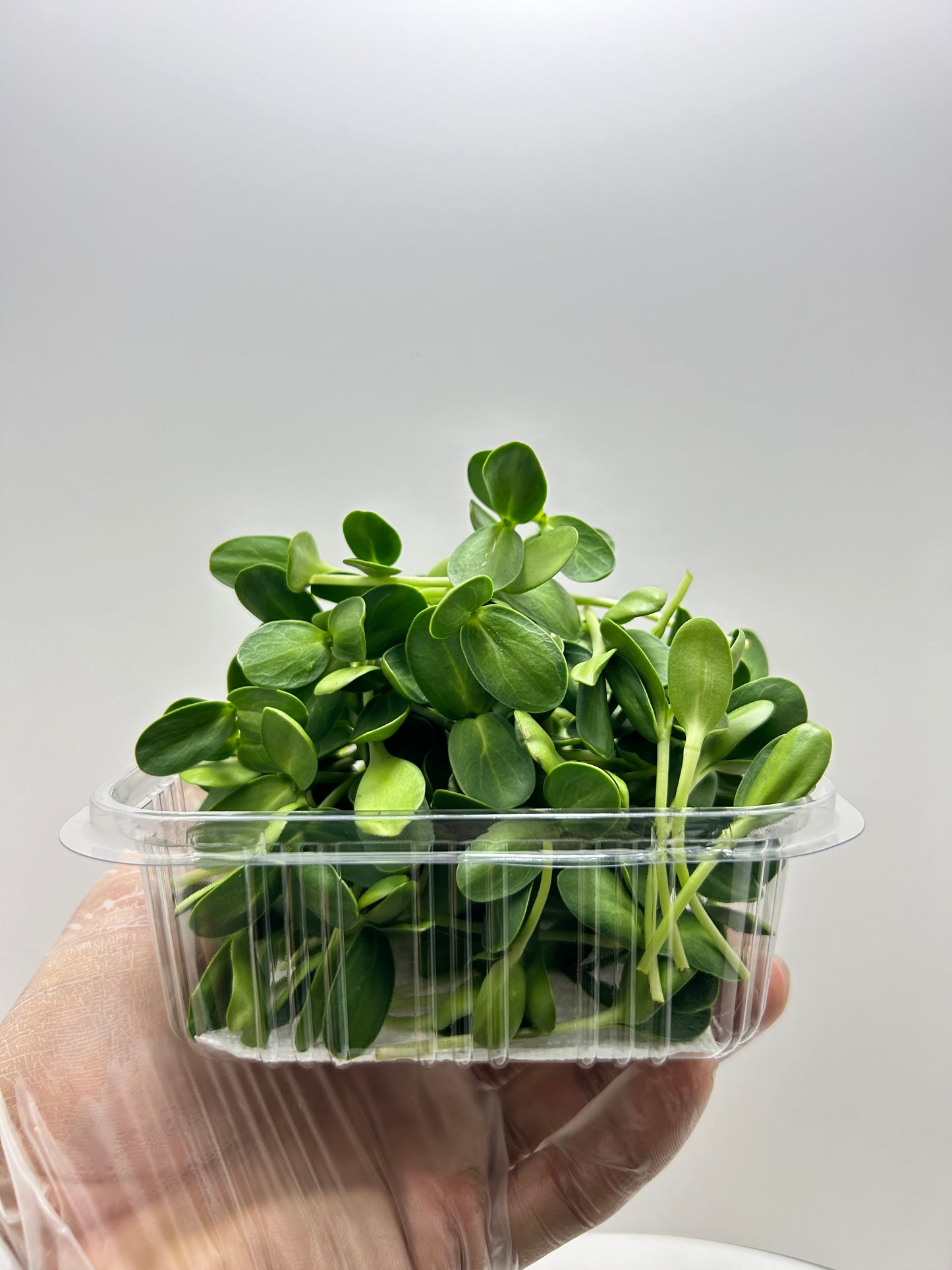 Microgreens (Girasol) 3oz - GroScapes