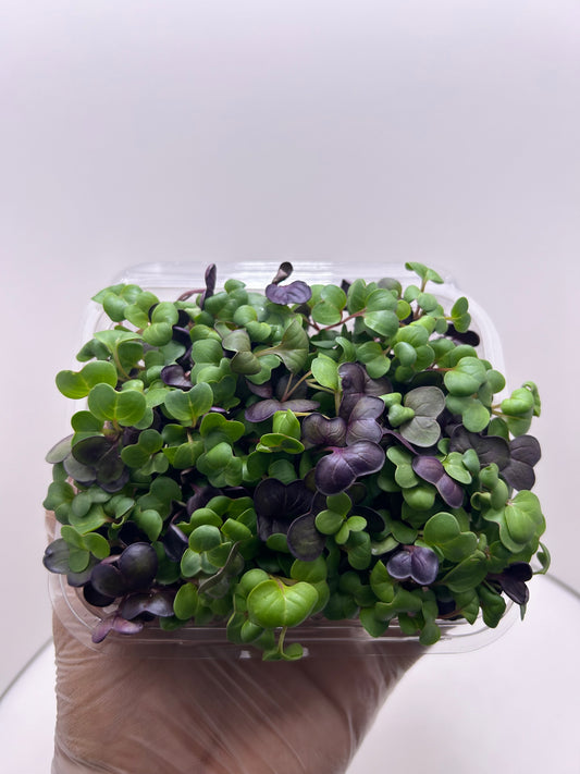 Microgreens (Rábano) 3oz - GroScapes