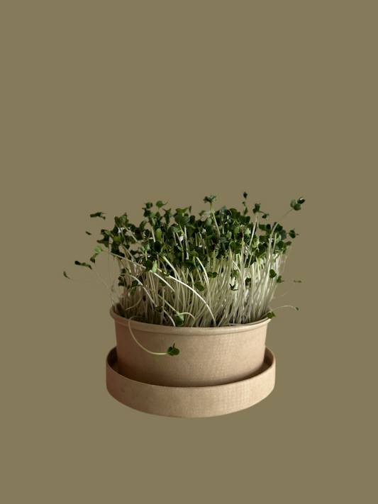 Microgreens GroKit - GroScapes