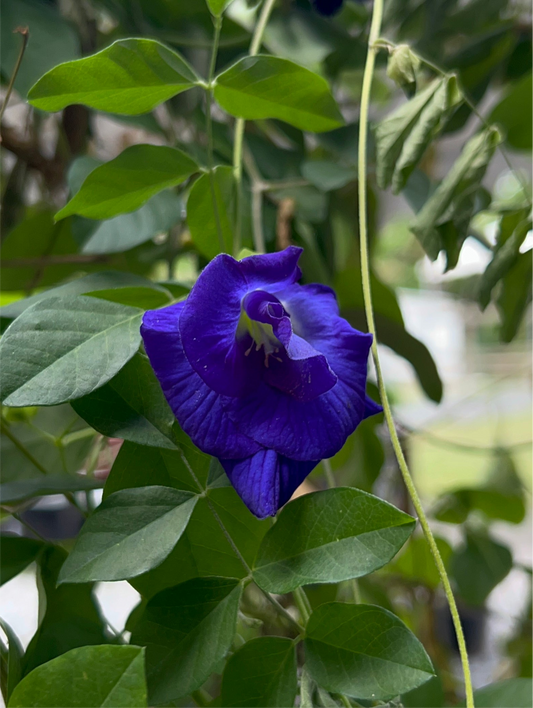 Semillas - Butterfly Pea