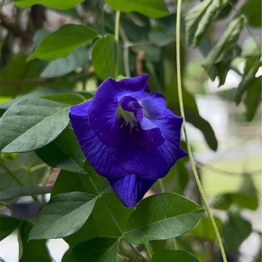Semillas - Butterfly Pea