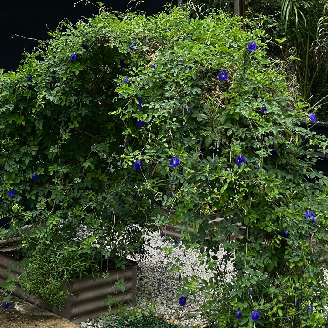 Semillas - Butterfly Pea