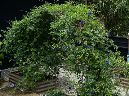 Semillas - Butterfly Pea