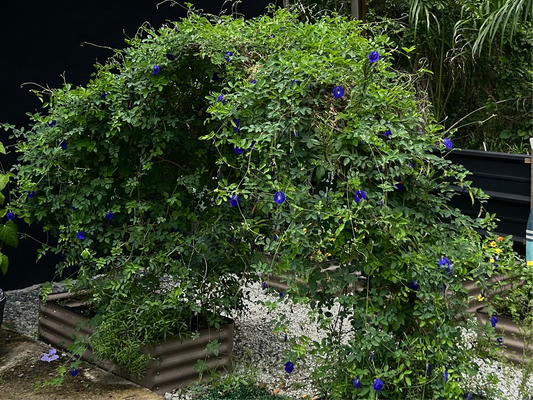 Semillas - Butterfly Pea