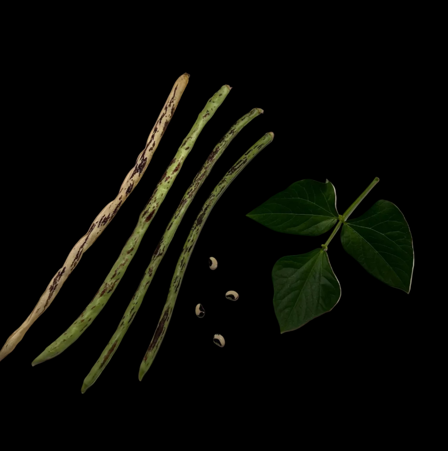 Semillas - Habichuelas Thai Soldier