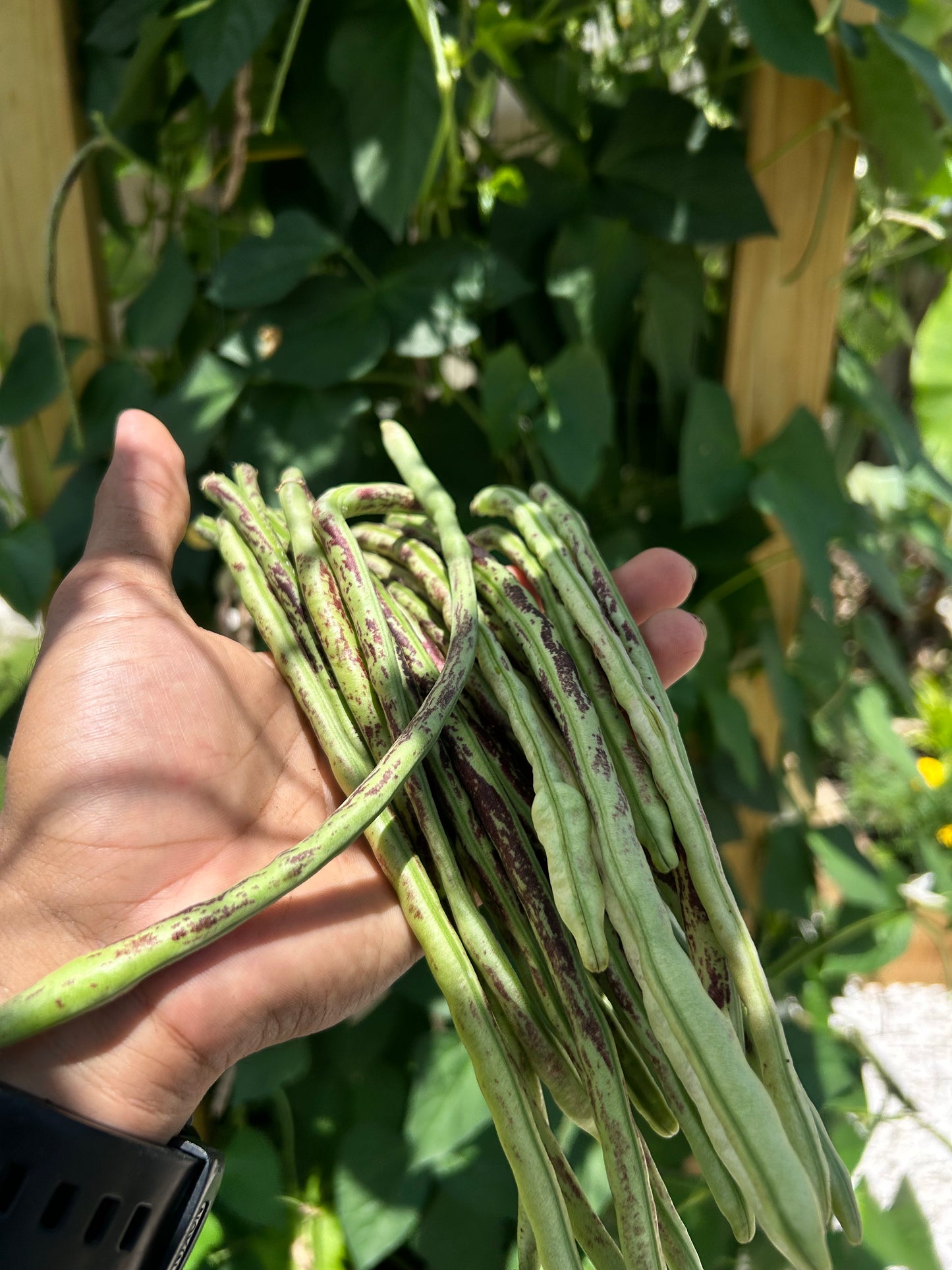 Semillas - Habichuelas Thai Soldier