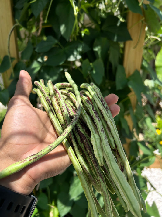 Semillas - Habichuelas Thai Soldier